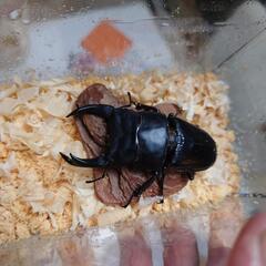 オオクワガタ能勢SR血統♂87.4mm ♀57.0mm＆55.5mmの画像