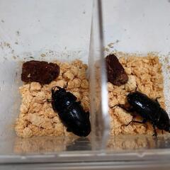 オオクワガタ能勢SR血統♂87.4mm ♀57.0mm＆55.5mmの画像