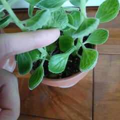 アロマティカス　小さいサイズ　１つの画像