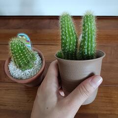 サボテン　観葉植物　１つの画像