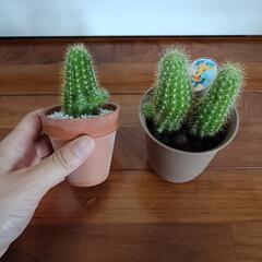 サボテン　観葉植物　１つの画像