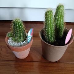 サボテン　観葉植物　１つの画像