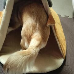 犬、猫用防寒マットの画像