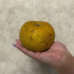 【幸水】梨、5個入り安売りの画像
