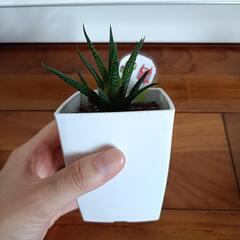 観葉植物３つセット　サボテン　ジュウニノマキの画像