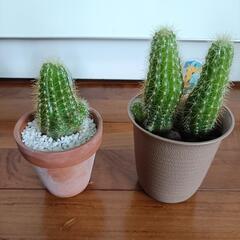観葉植物３つセット　サボテン　ジュウニノマキの画像