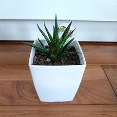 観葉植物３つセット　サボテン　ジュウニノマキの画像