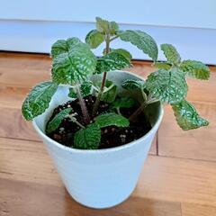 スウェーデンアイビー　観葉植物の画像