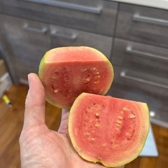 お試しに是非！ピンクグァバ（バンシルー）約１キロの画像