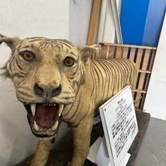 虎の剥製☆インドベンガルグレートタイガー☆の画像