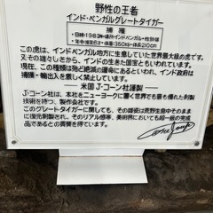 虎の剥製☆インドベンガルグレートタイガー☆の画像