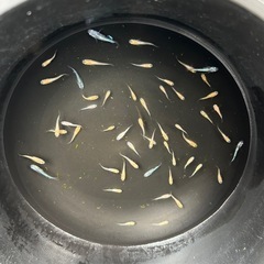 メダカ　お得🉐❗️ ミックスメダカ　若魚　
めだかの画像