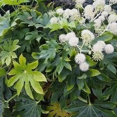 ヤツデの画像