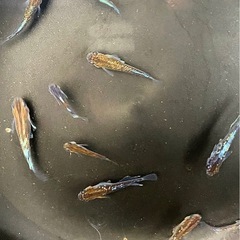 焔月詠（ホムラツクヨミ）　オリジナルメダカの画像
