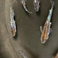 焔月詠（ホムラツクヨミ）　オリジナルメダカの画像