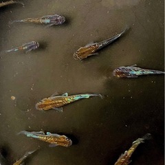 焔月詠（ホムラツクヨミ）　オリジナルメダカの画像
