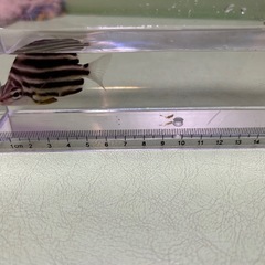海水魚　５種の画像