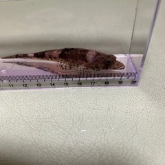 海水魚　５種の画像