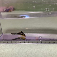海水魚　５種の画像