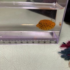海水魚　５種の画像