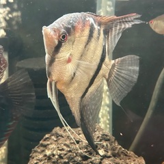 熱帯魚エンゼル2匹の画像