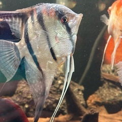 熱帯魚エンゼル2匹の画像