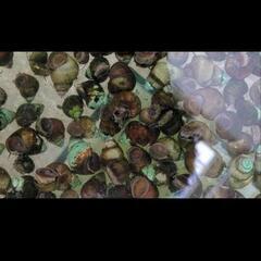 夏休み限定価格　ヒメタニシ50個の画像