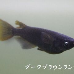 ブラックランプアイメダカ 2匹セット - 明日8月21日に1セット限り道の駅にのみやで販売いたします。メダカ販売店 亀田養魚 めだかの生産・卸・販売の画像