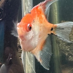 熱帯魚エンゼルの画像