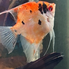 熱帯魚エンゼルの画像