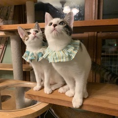 兄妹一緒に迎えて下さる方希望