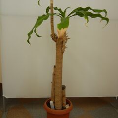 観葉植物　約100cm　鉢付きの画像