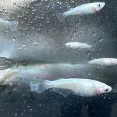 サバンナ産直買　スノーホワイトの画像