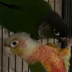 ホオミドリウロコインコペア販売