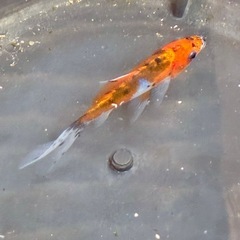 金魚　和金の画像