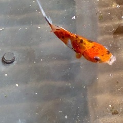 金魚　和金の画像