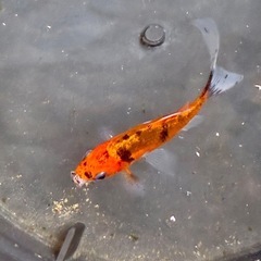 金魚　和金の画像