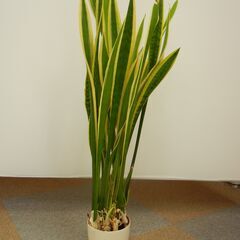 観葉植物　サンスベリア　虎の尾　約80cm　鉢付きの画像