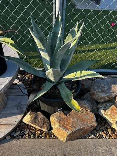 アガベ　アメリカーナ