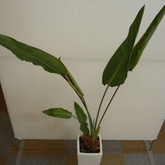 観葉植物　約140cm　鉢付きの画像