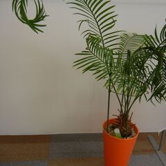 観葉植物　鉢付きの画像