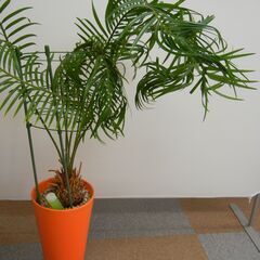 観葉植物　鉢付きの画像