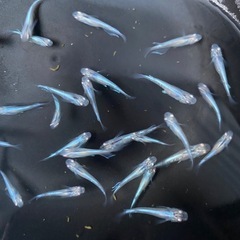 🔵幹之メダカ🔵5匹500円〜の画像