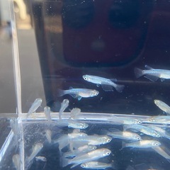 🔵幹之メダカ🔵5匹500円〜の画像