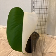 モンステラ 斑入り1の画像