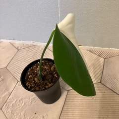 モンステラ 斑入り1の画像