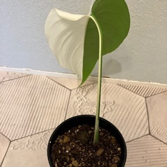 モンステラ 斑入り1の画像