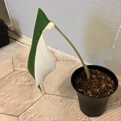 モンステラ 斑入り1の画像