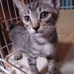 生後1ヶ月半の子猫