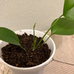 ヒメモンステラ 1の画像
